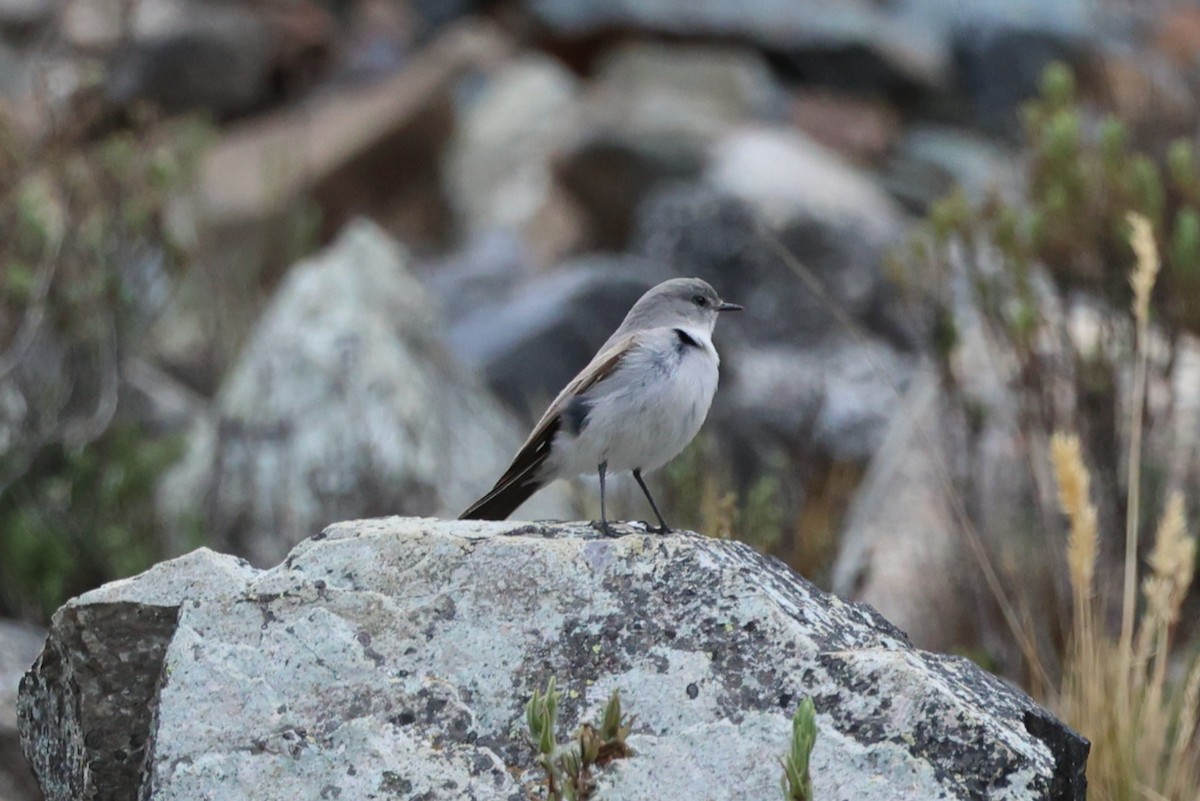 Cinereous Ground-Tyrant - ML645089956