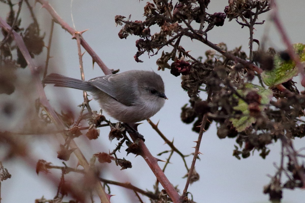 Bushtit - ML645089974