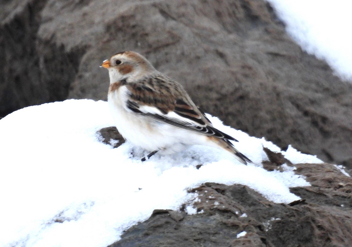 Snow Bunting - ML645089983
