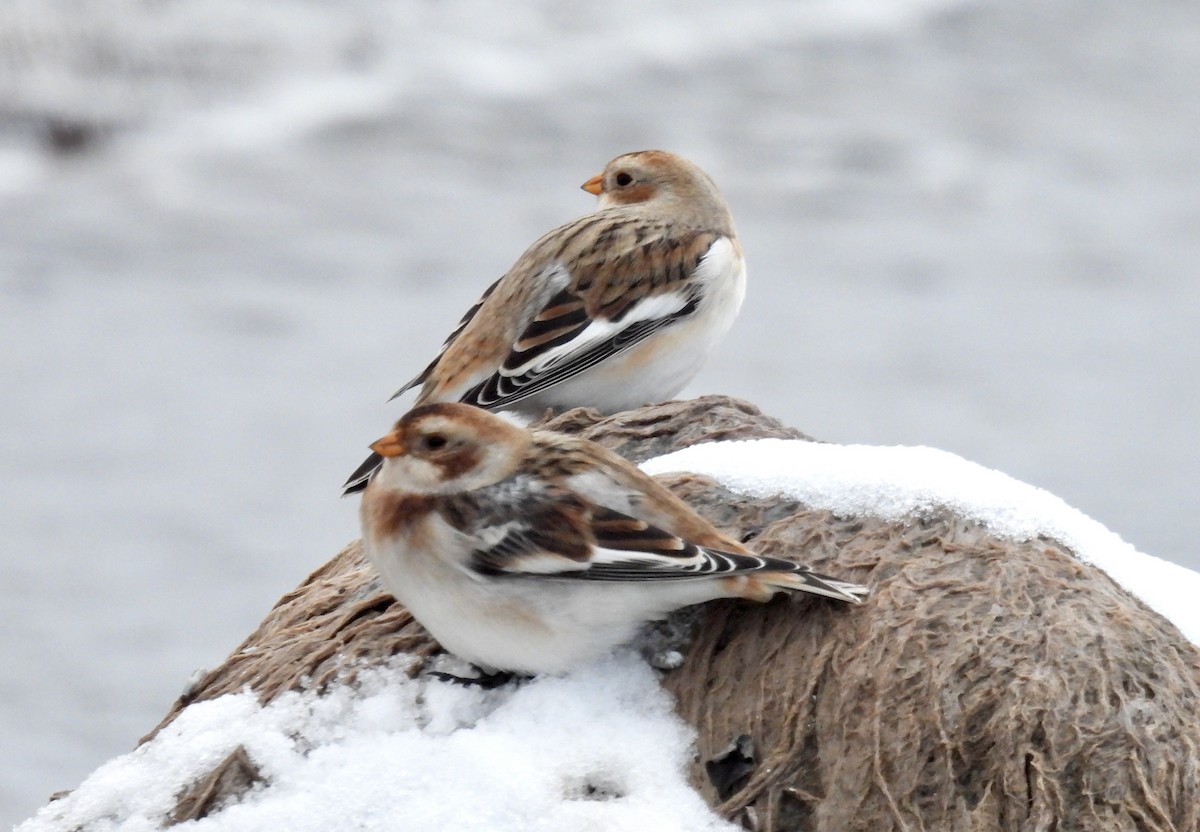 Snow Bunting - ML645089984