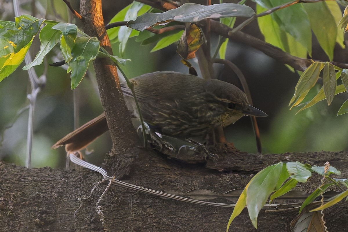 Buff-browed Foliage-gleaner - ML645090006