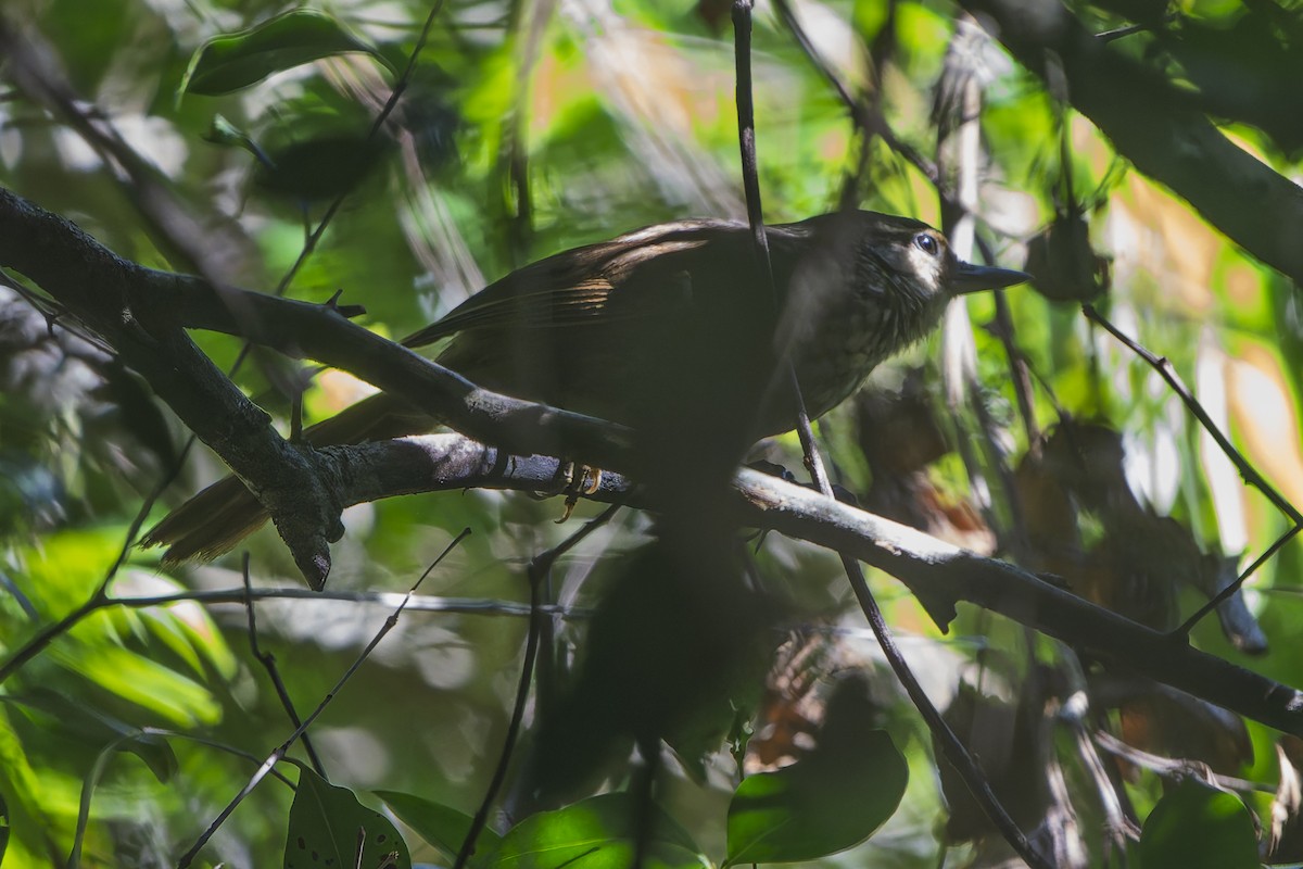 Buff-browed Foliage-gleaner - ML645090007