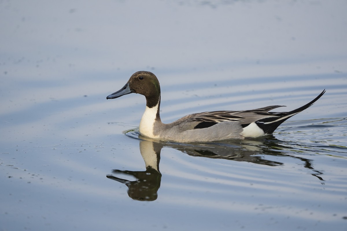 Northern Pintail - ML645090016