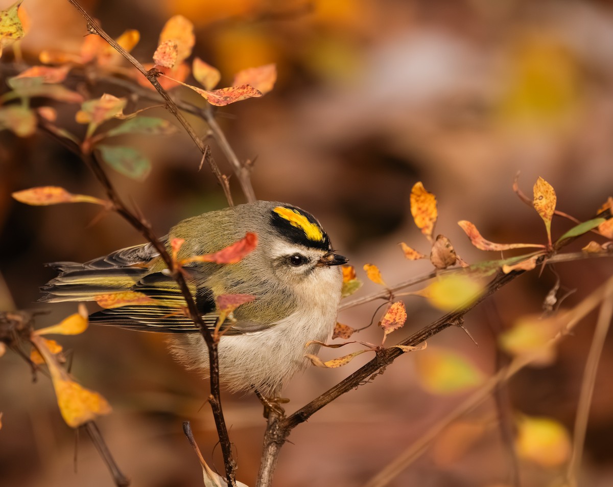 Roitelet à couronne dorée - ML645090018
