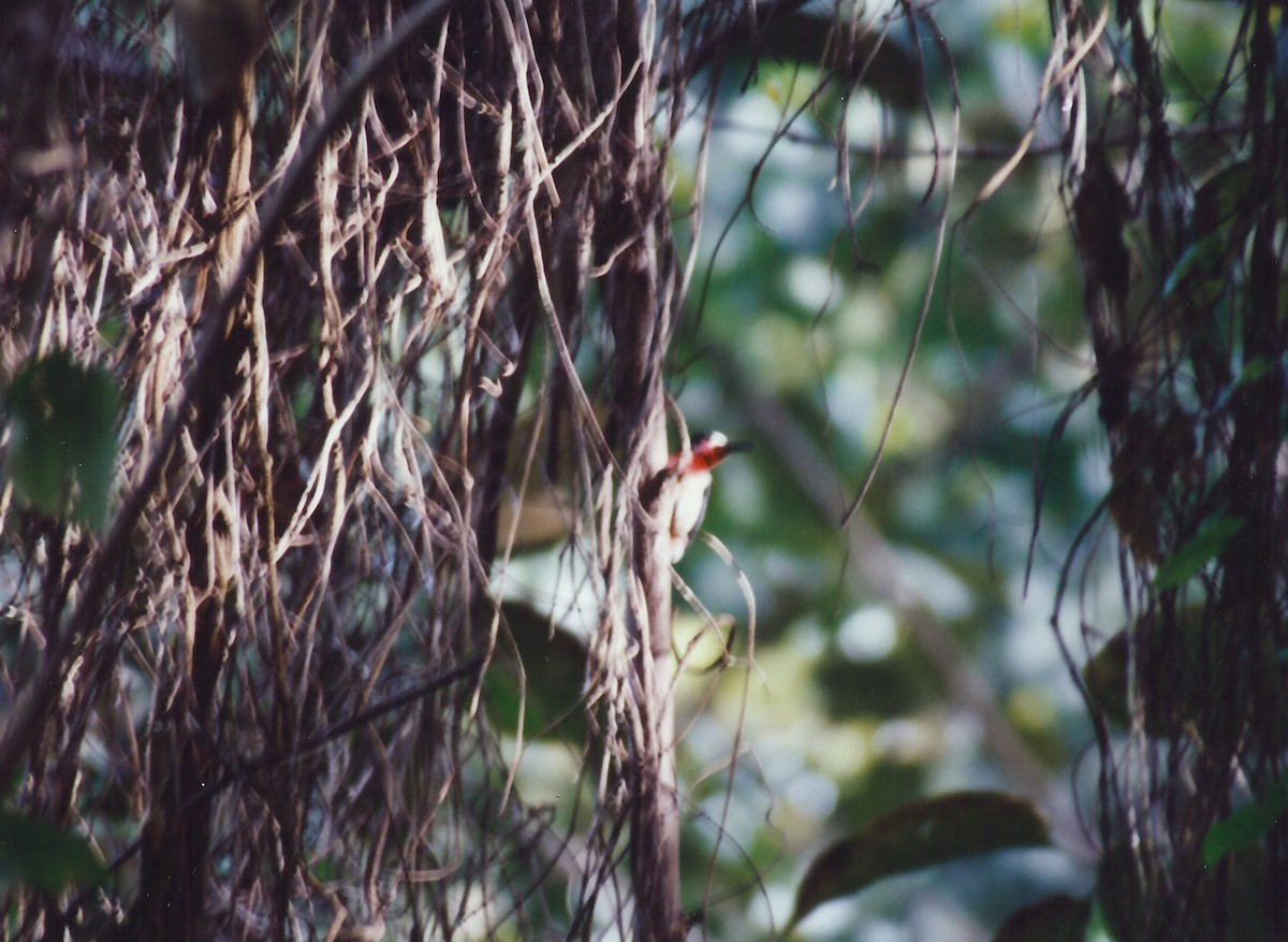 Puerto Rican Woodpecker - ML645090039
