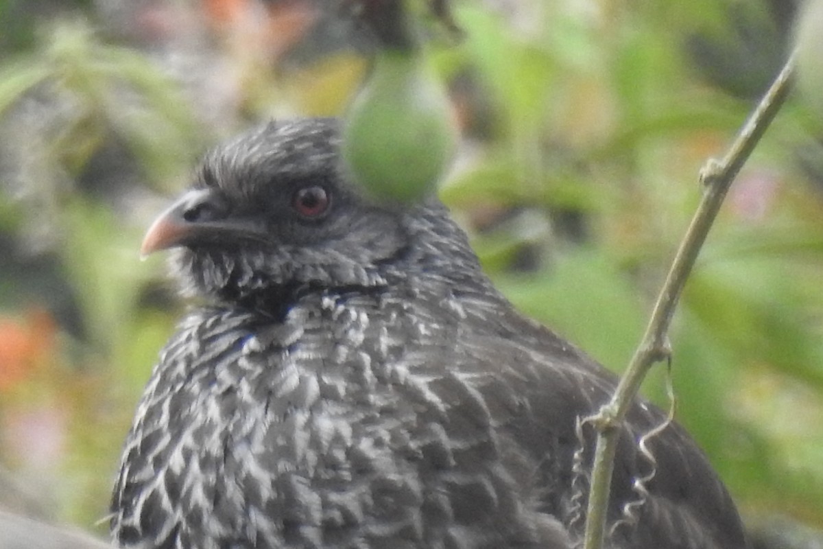 Пенелопа андська - ML645090047