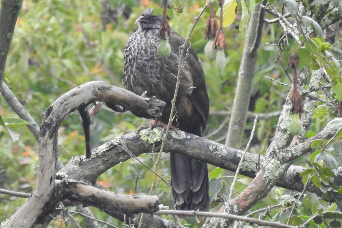 Пенелопа андська - ML645090048