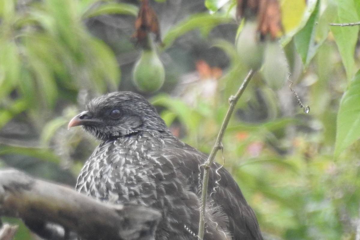 Пенелопа андська - ML645090049