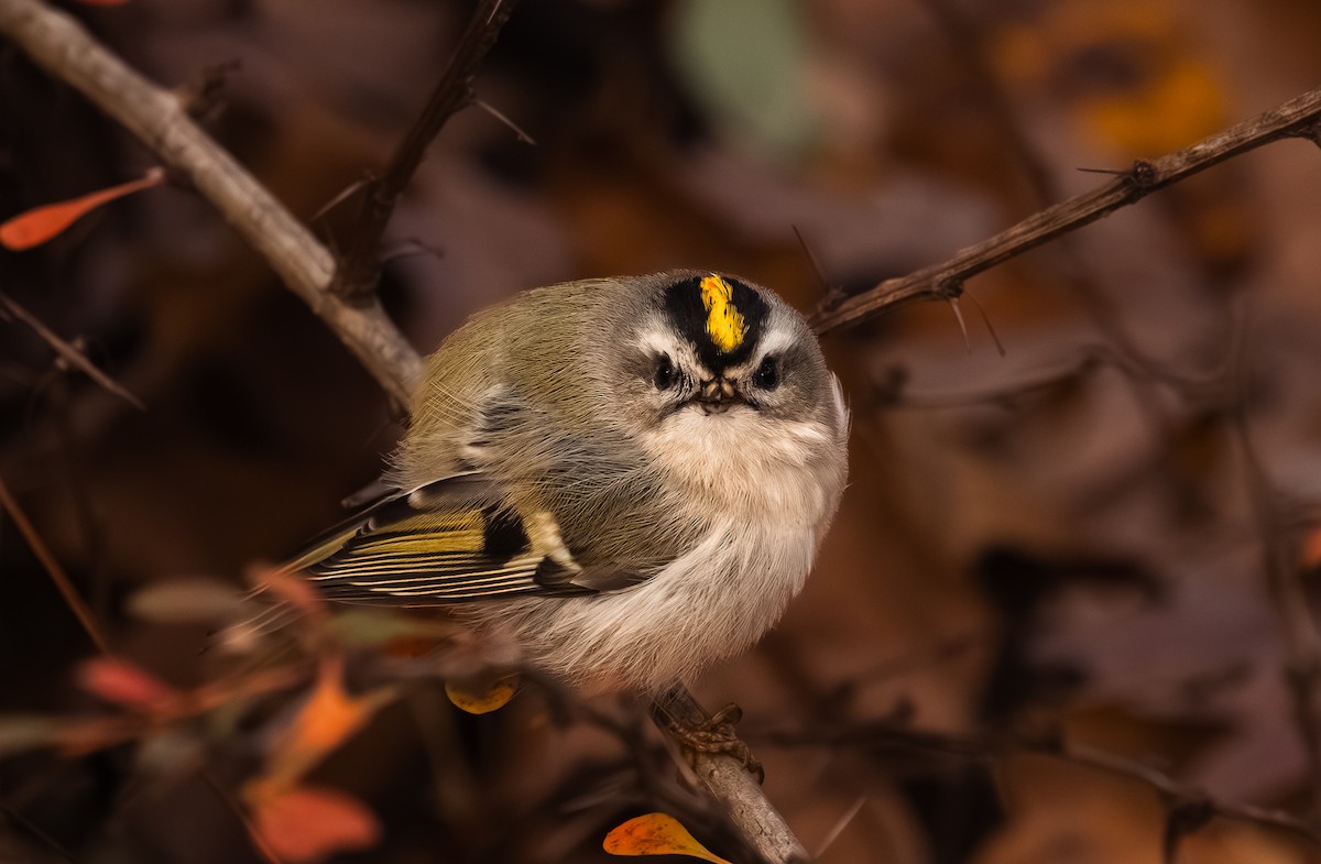 Roitelet à couronne dorée - ML645090055
