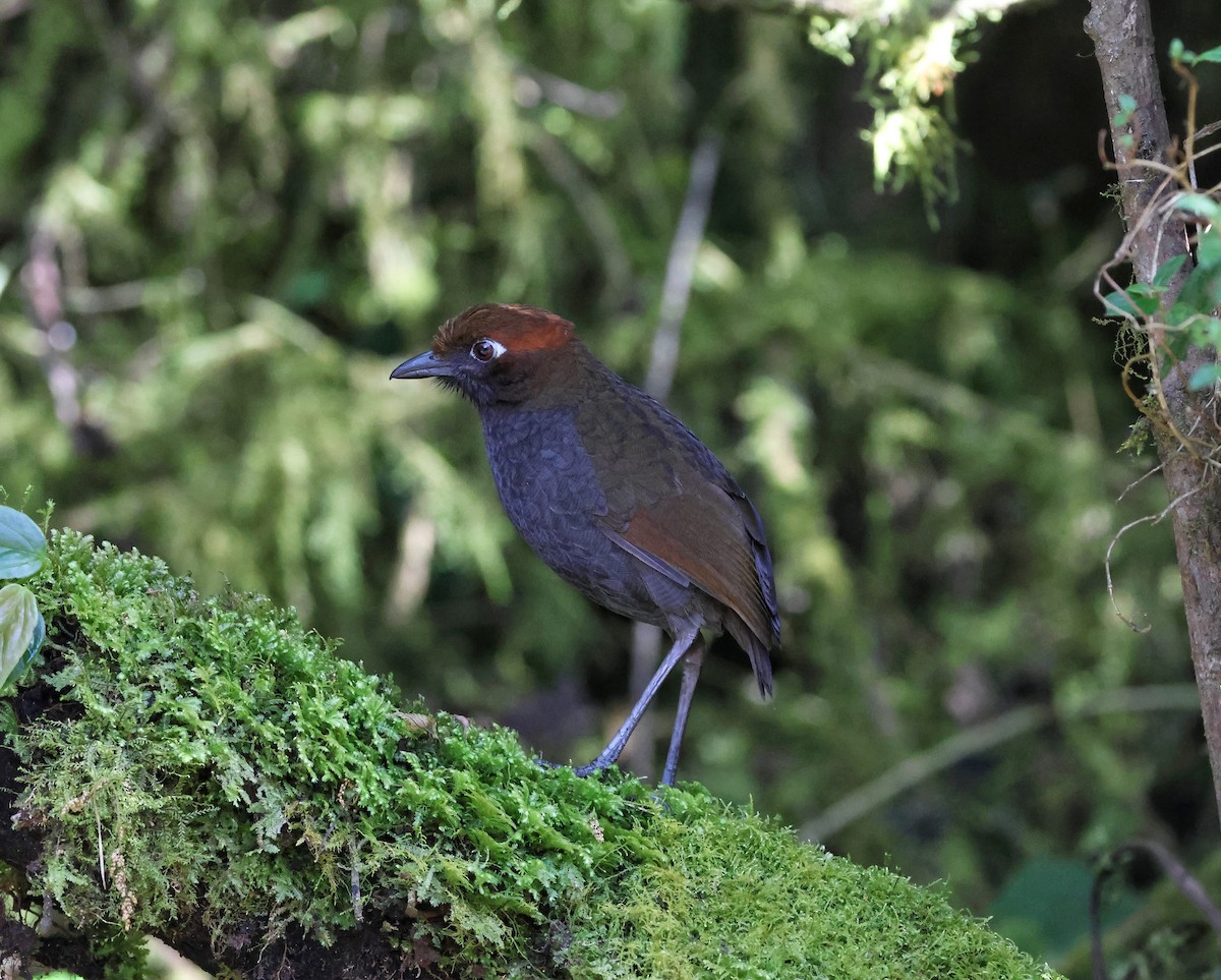 Chestnut-naped Antpitta - ML645090057