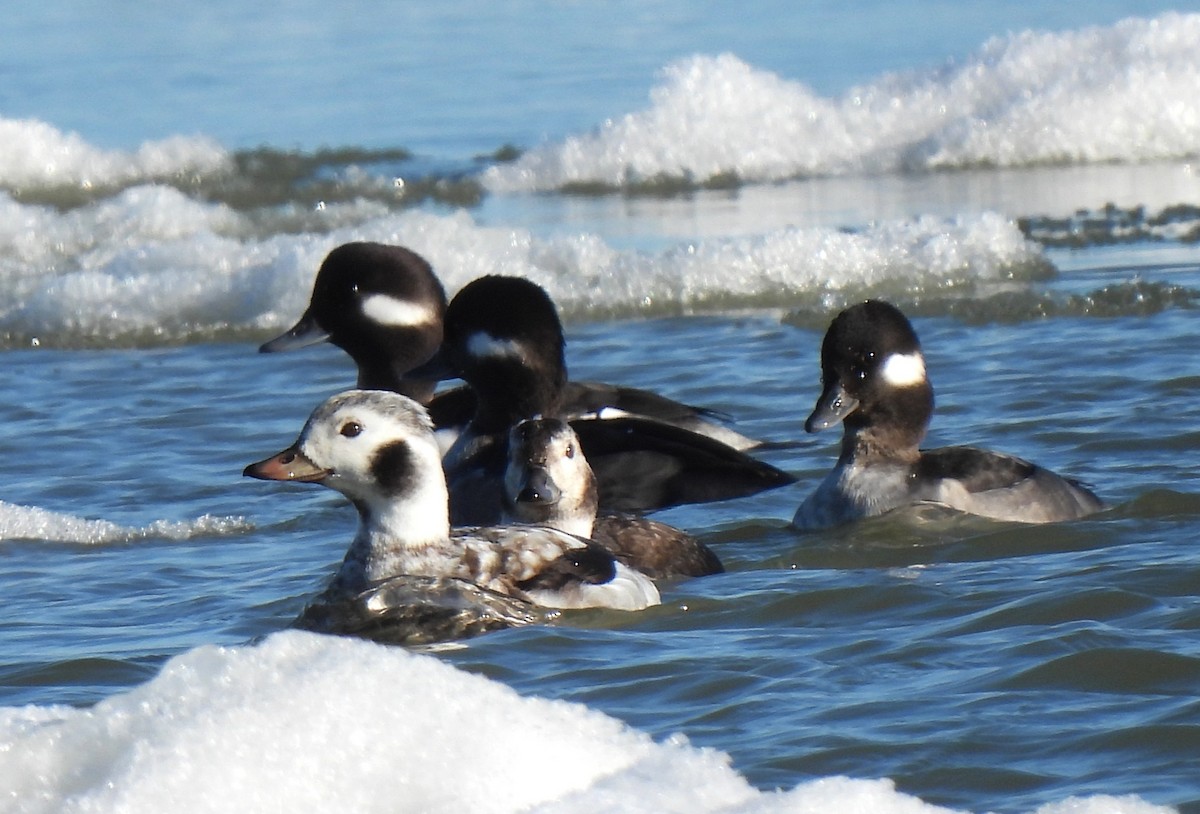 Moretta codona - ML645090064