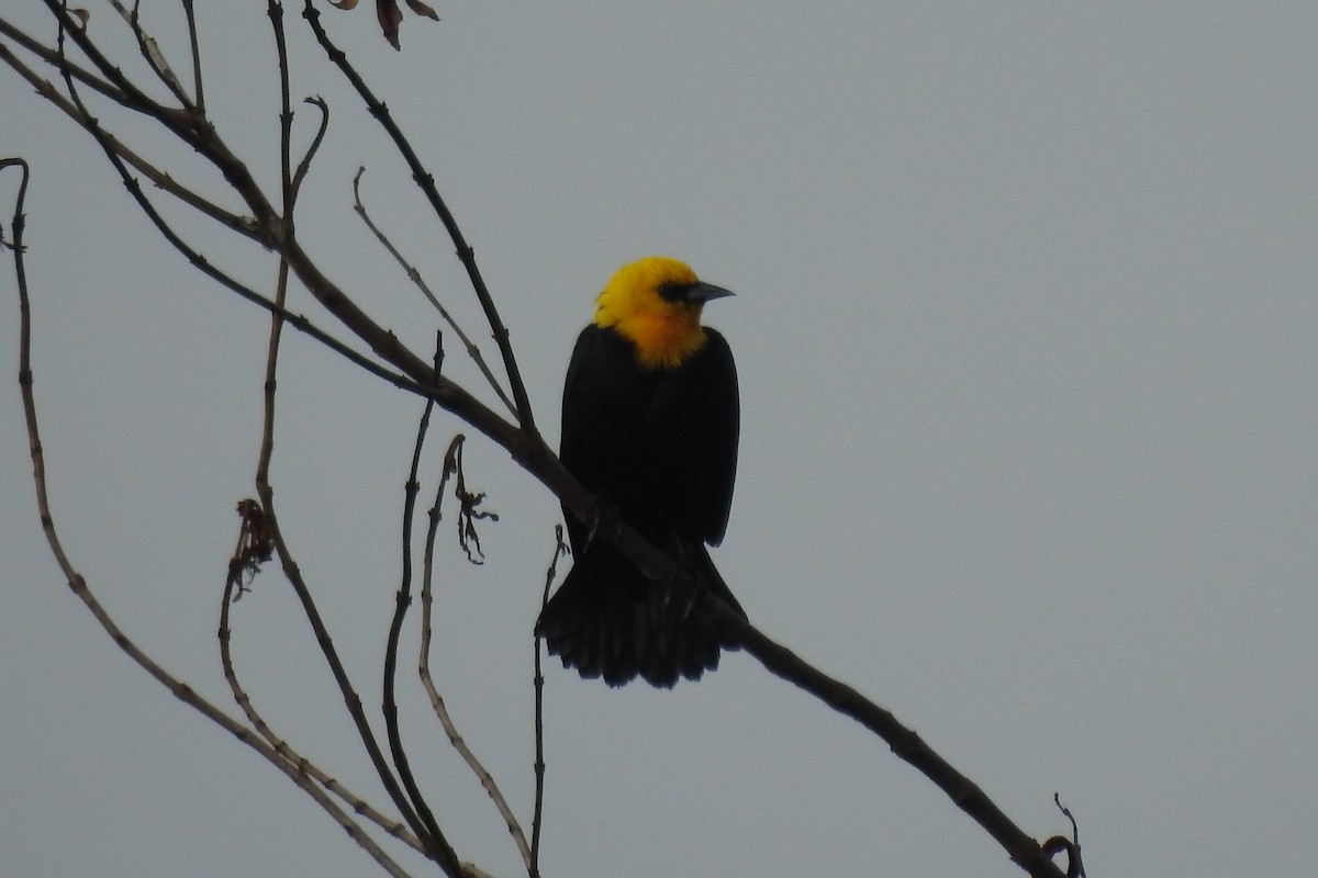 Yellow-hooded Blackbird - ML645090067
