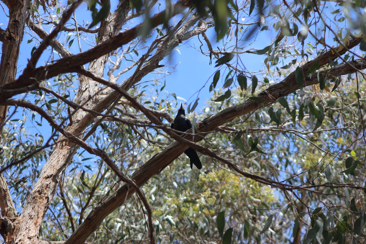 Южноавстралийский ворон - ML645090069