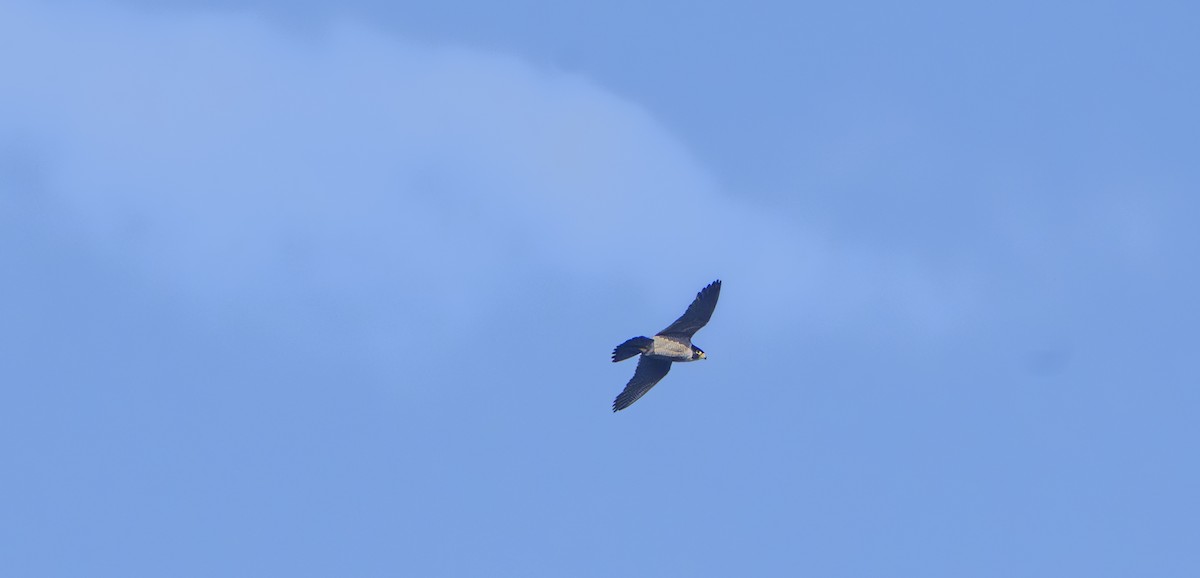 遊隼 - ML645090077