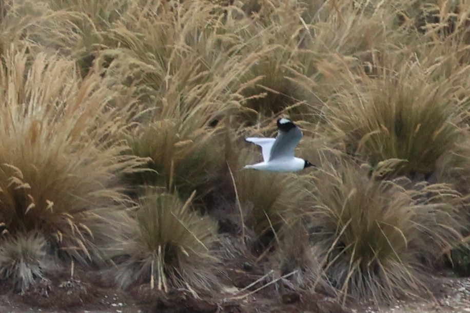 Mouette des Andes - ML645090086
