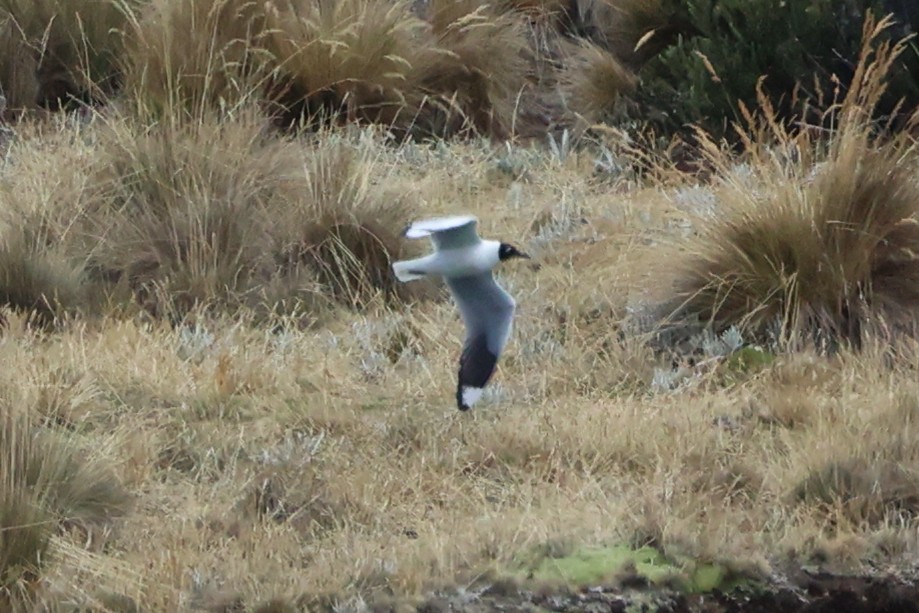 Mouette des Andes - ML645090087