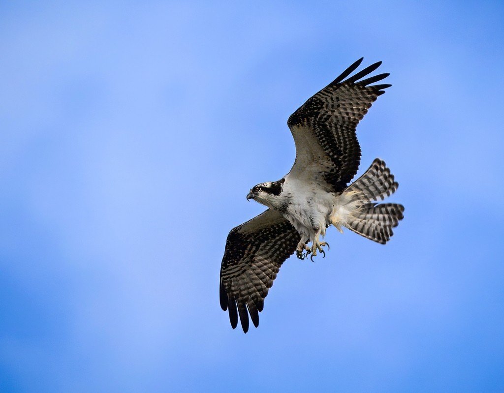 Osprey - ML645090092