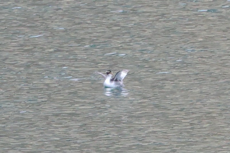 Silvery Grebe - ML645090108