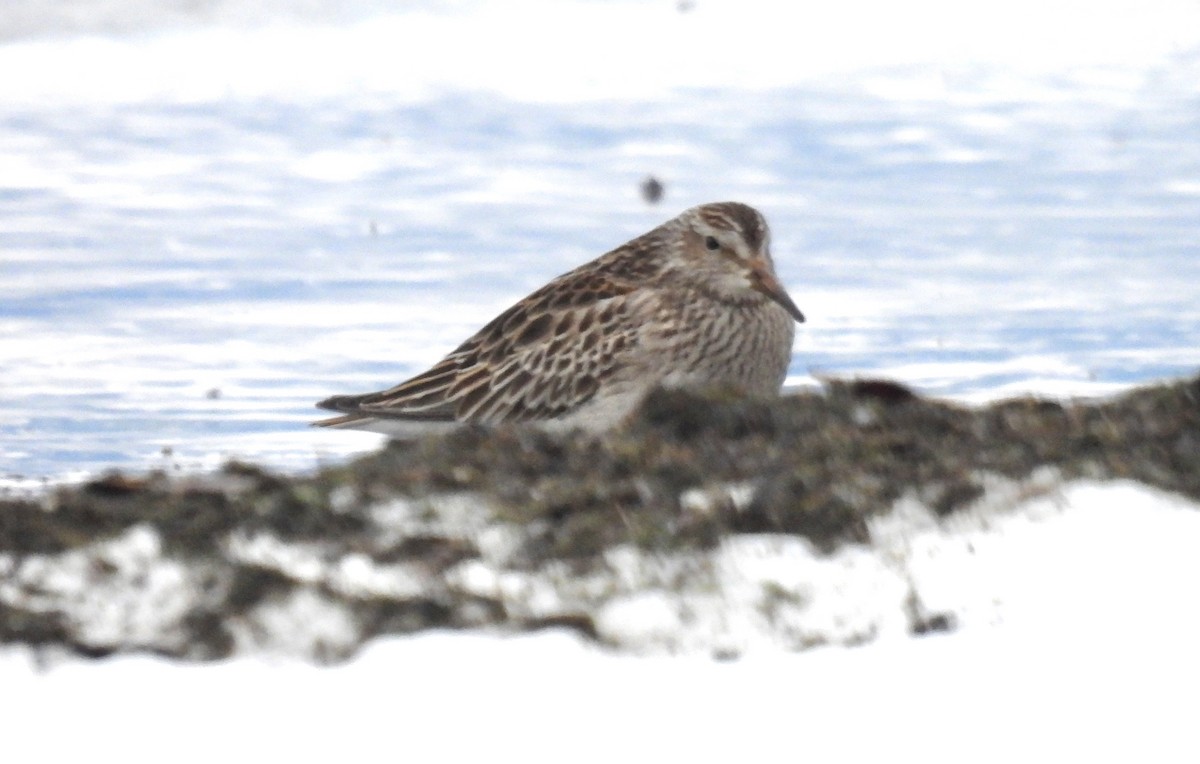 Pectoral Sandpiper - ML645090111