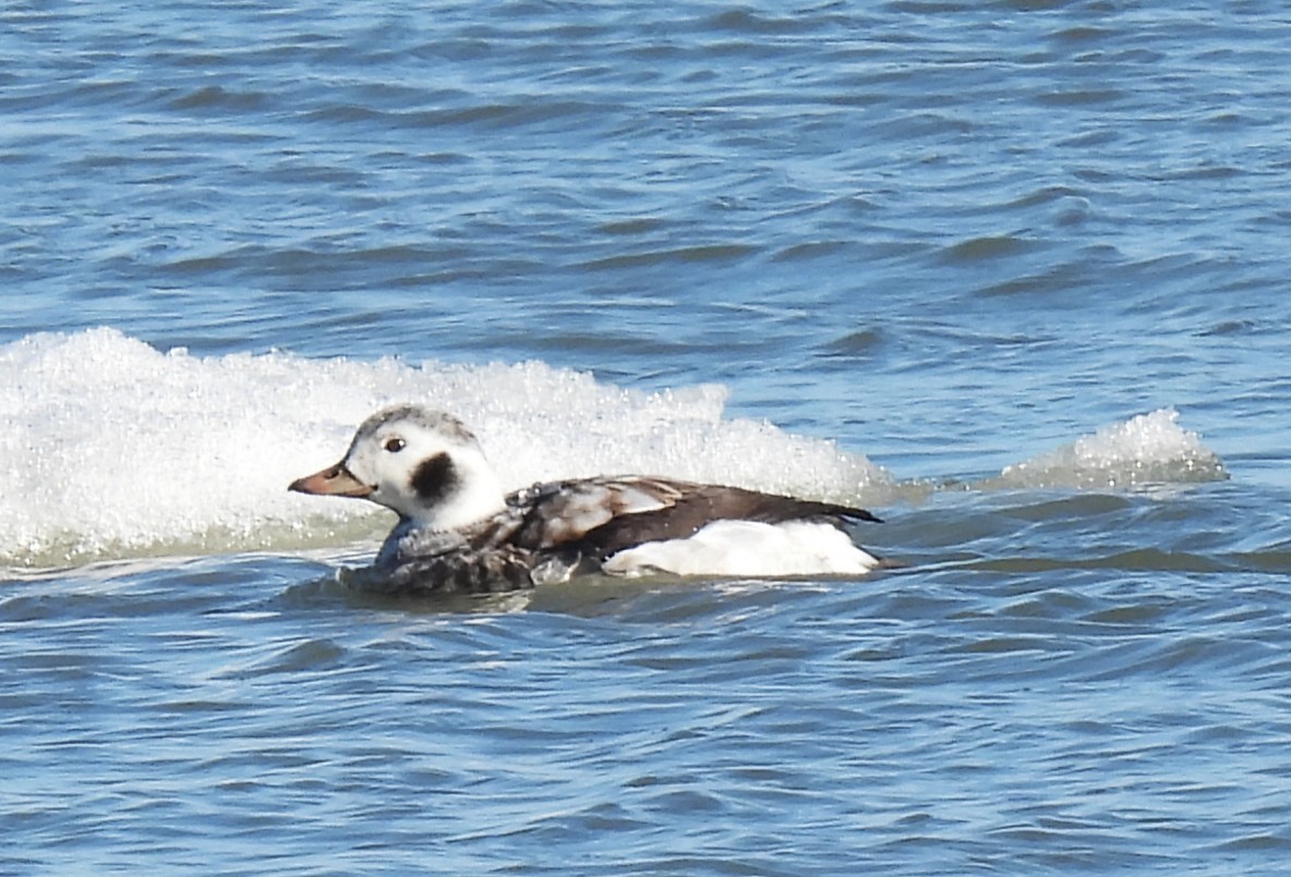 Moretta codona - ML645090115