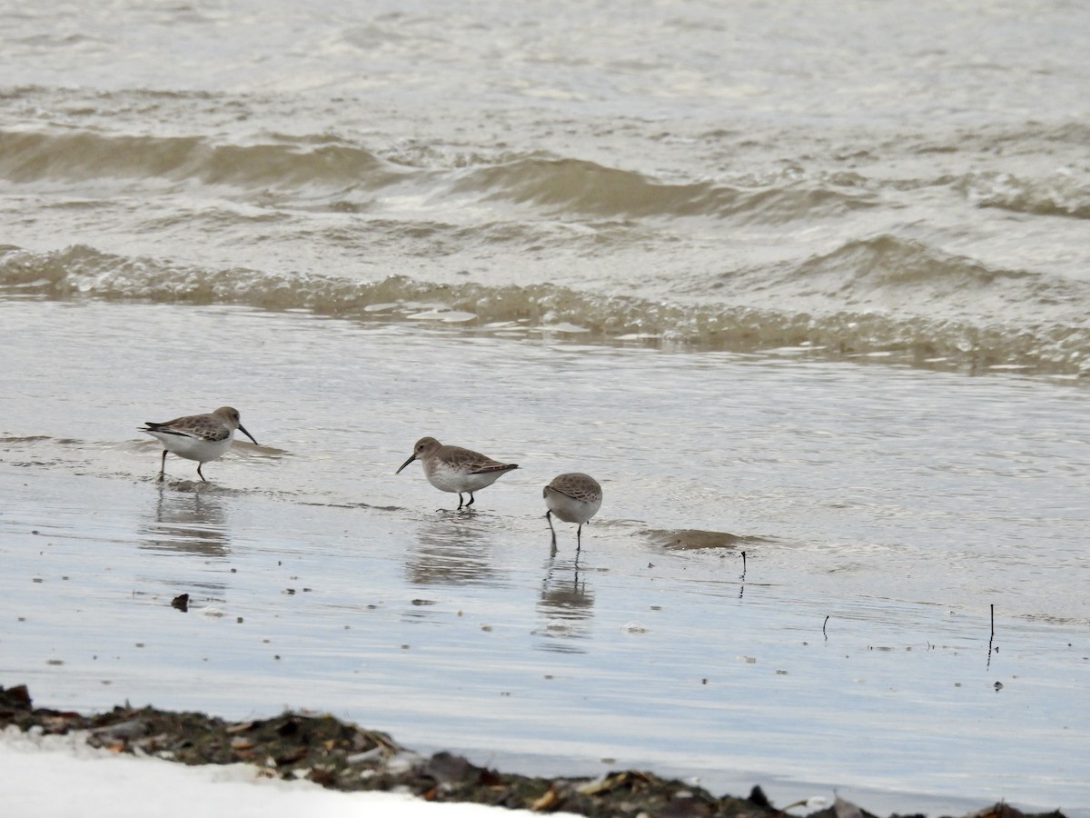 Dunlin - ML645090120