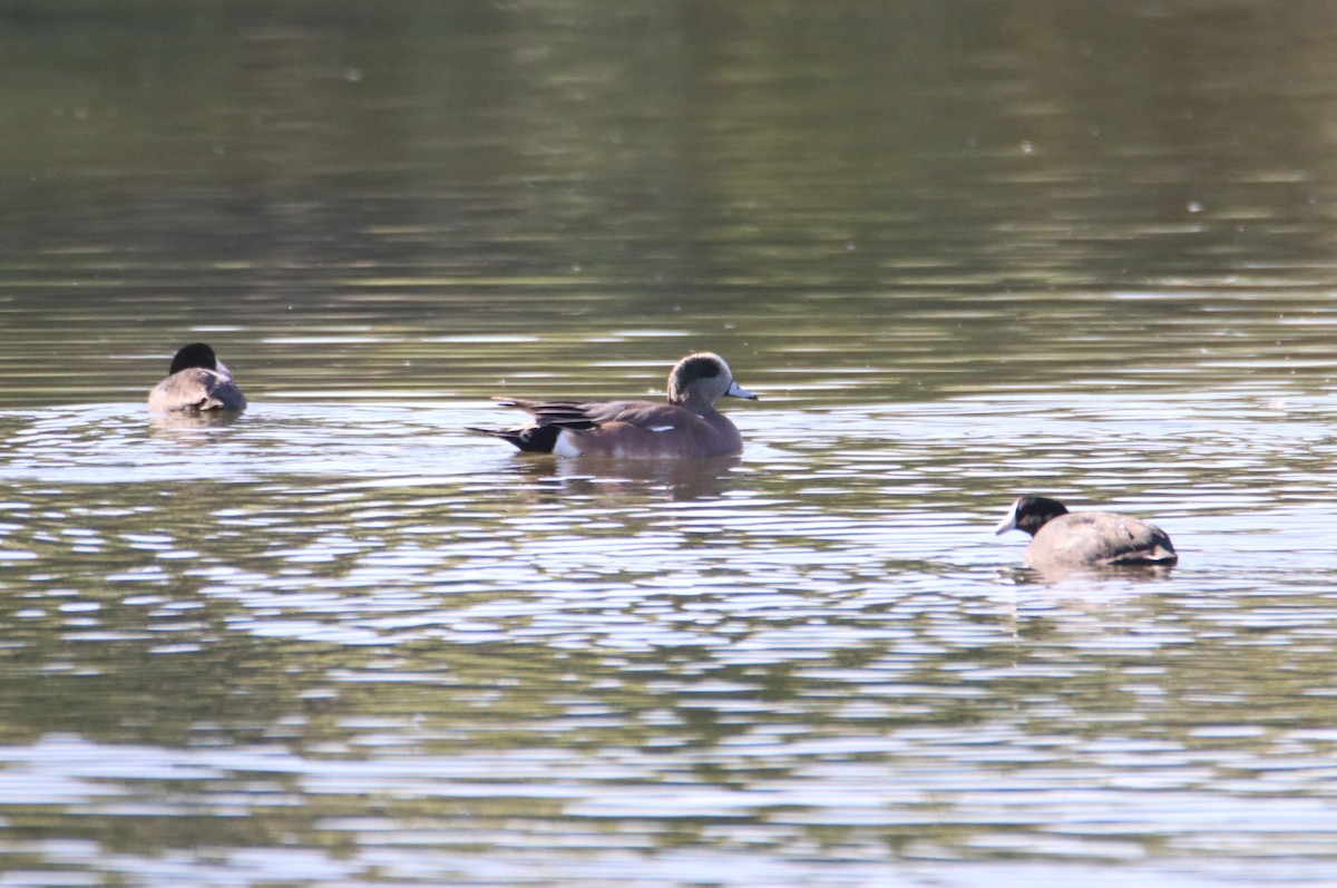 葡萄胸鴨 - ML645090127