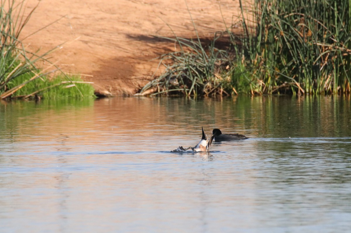 葡萄胸鴨 - ML645090136