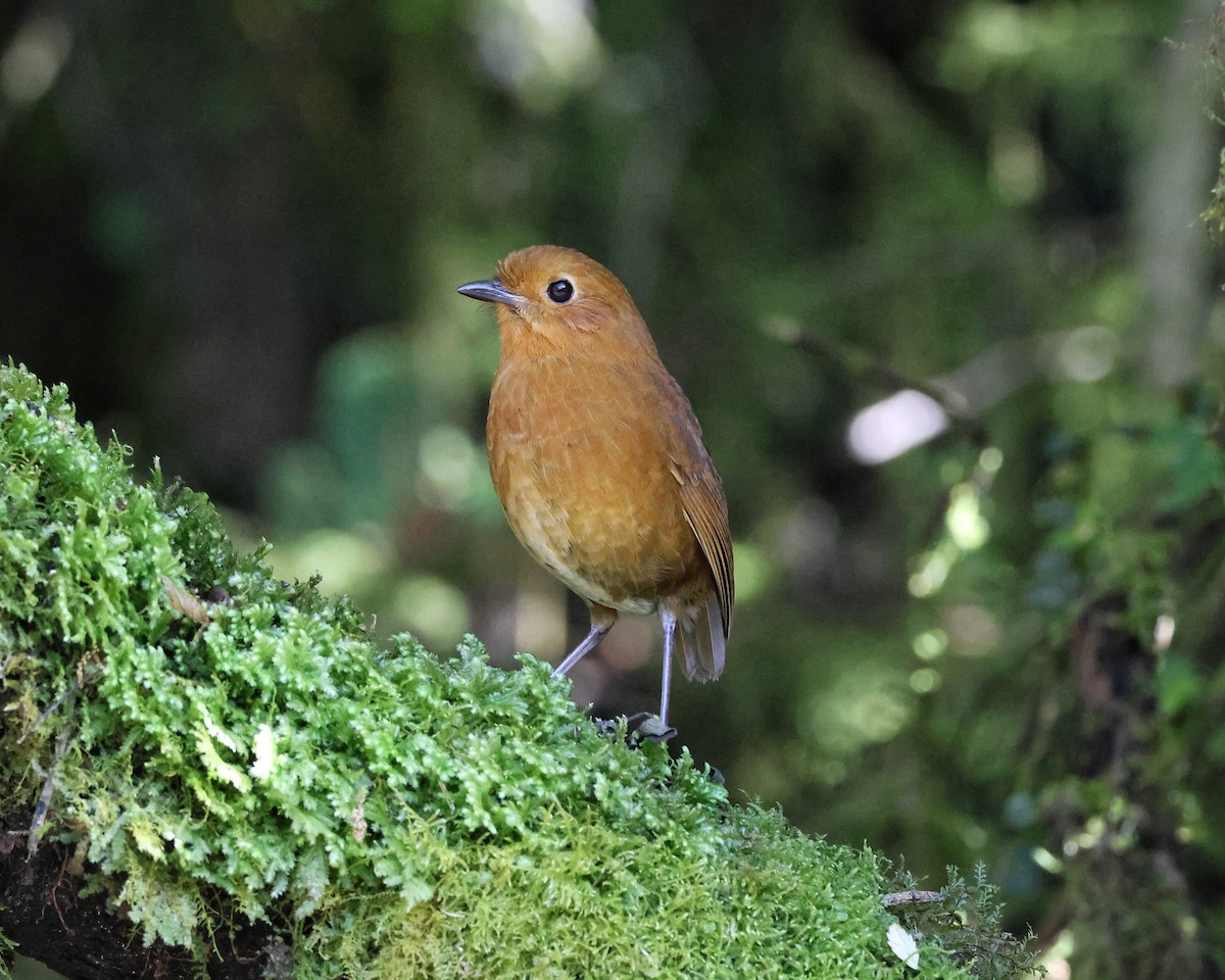 Equatorial Antpitta - ML645090138