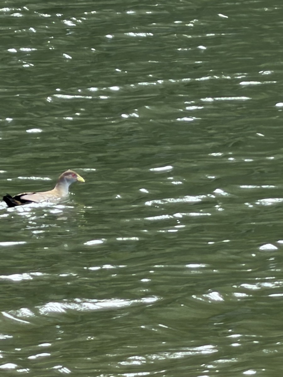 Tasmanian Nativehen - ML645090143