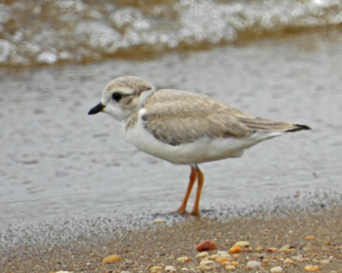 Piping Plover - ML645090168