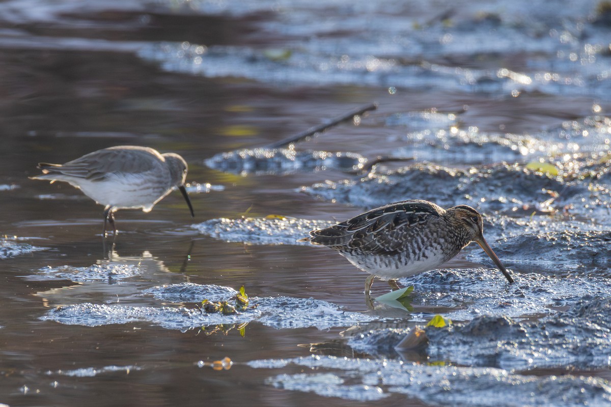 Wilson's Snipe - ML645090174
