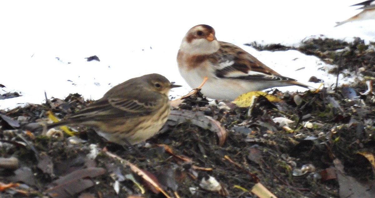 American Pipit - ML645090192