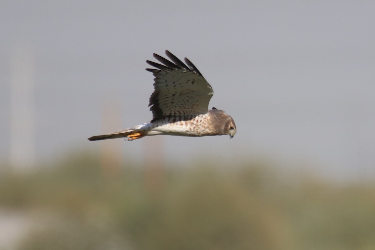 Лунь американський - ML645090194