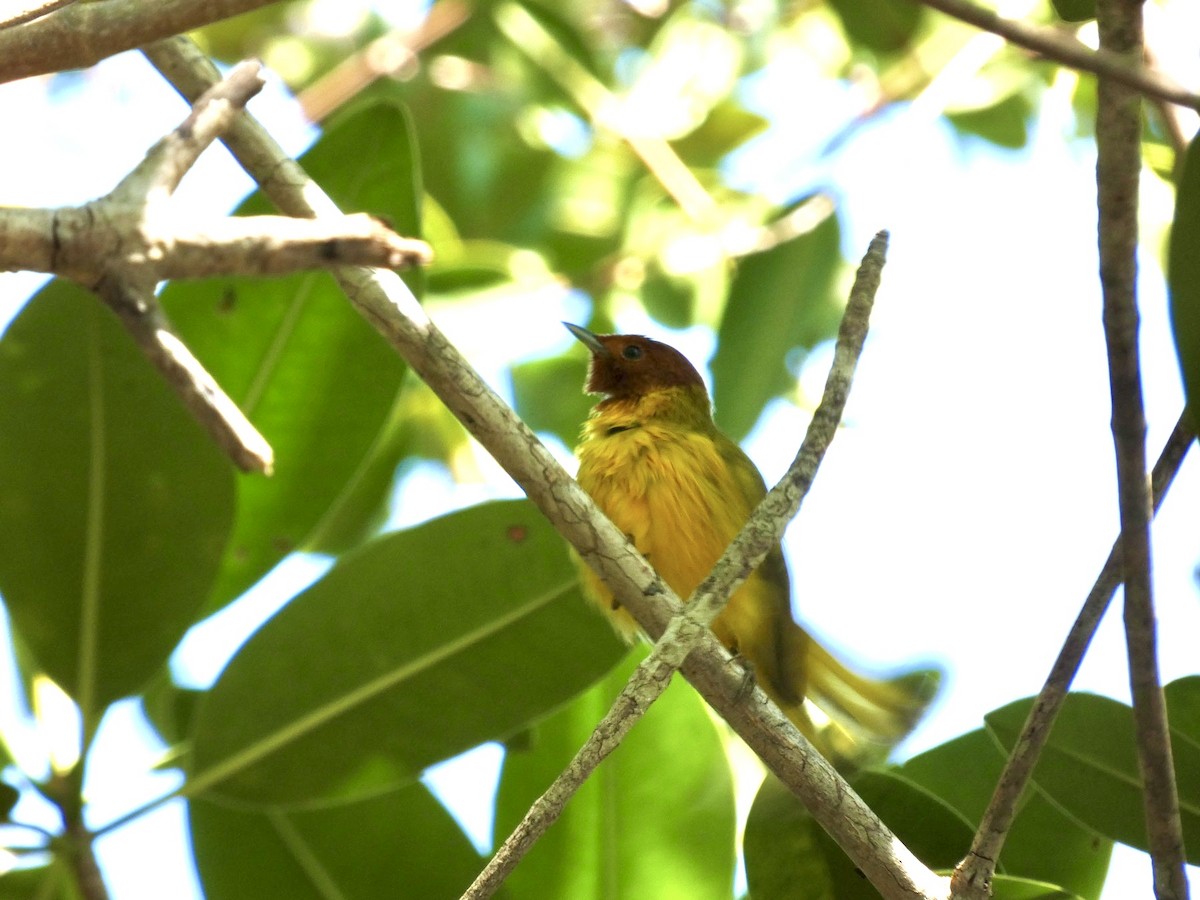 Mangrove Yellow Warbler - ML645090197