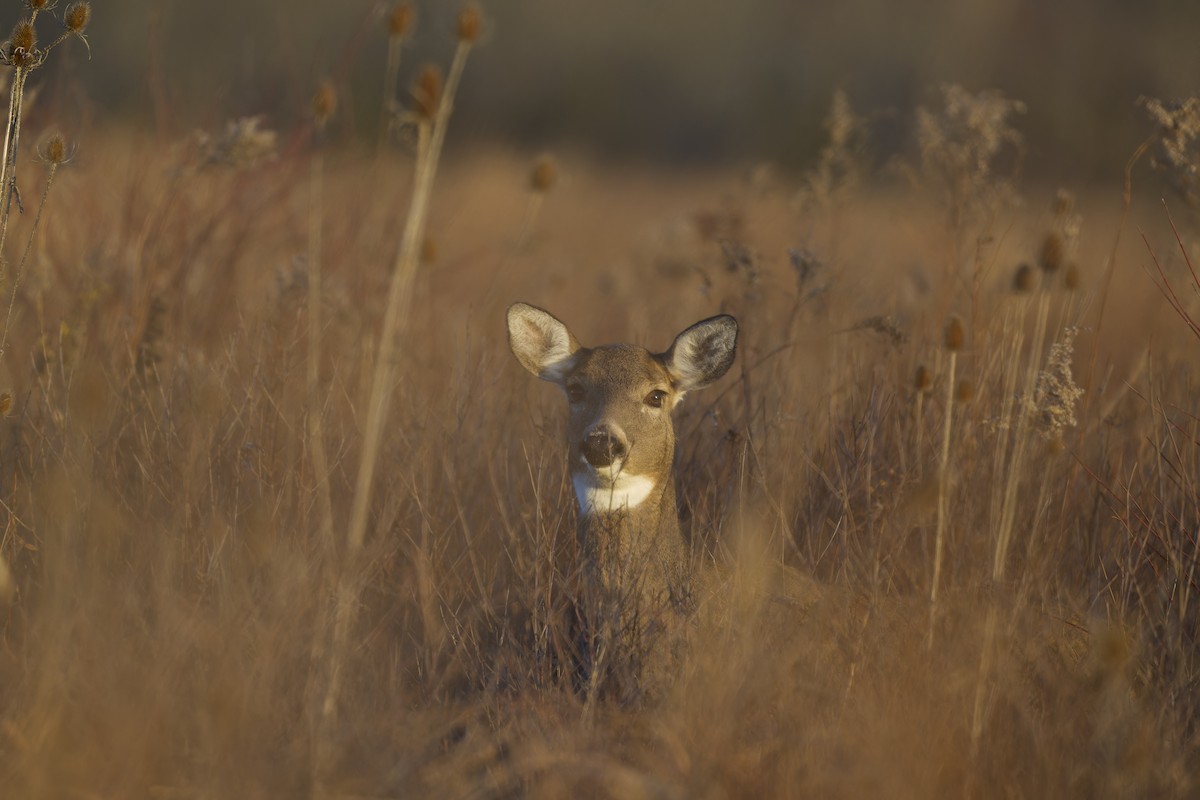 White-tailed Deer - ML645090202
