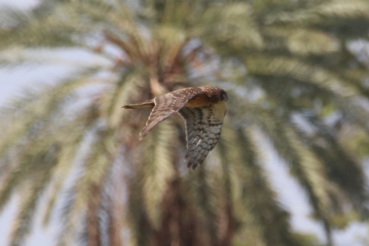 Лунь американський - ML645090203