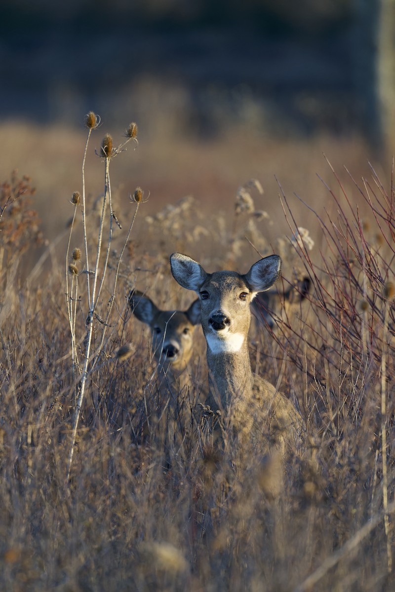 White-tailed Deer - ML645090204