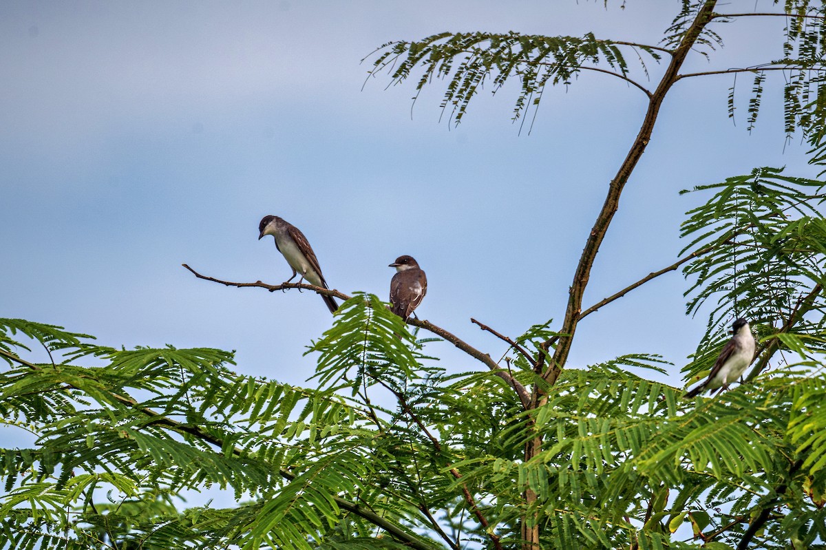 Eastern Kingbird - ML645090207