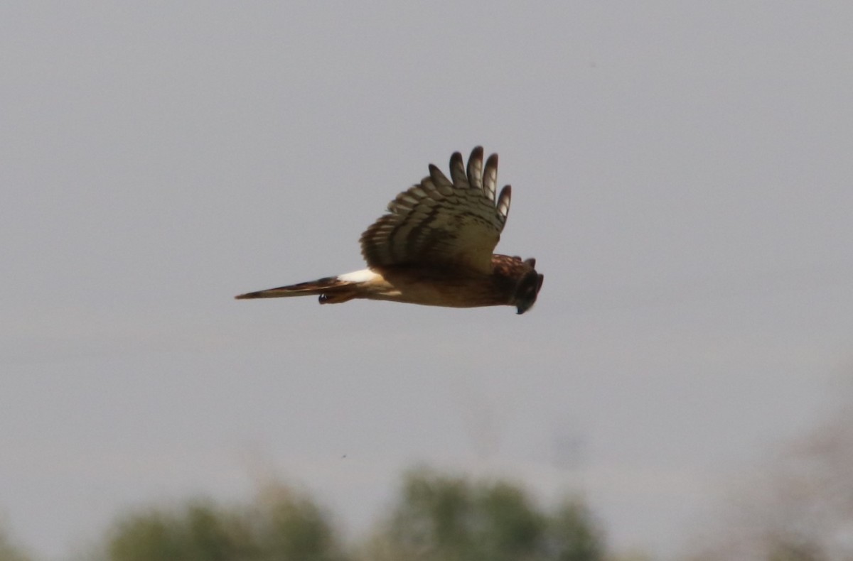 Лунь американський - ML645090208