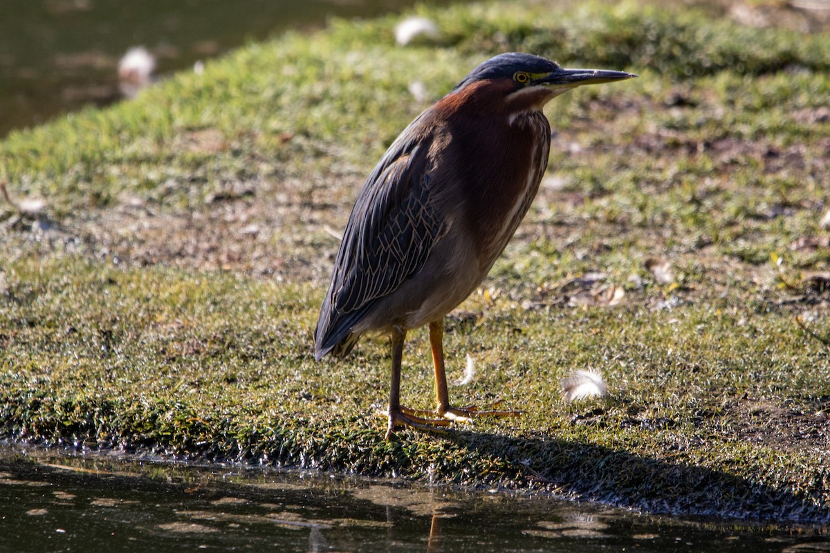 Green Heron - ML645090209