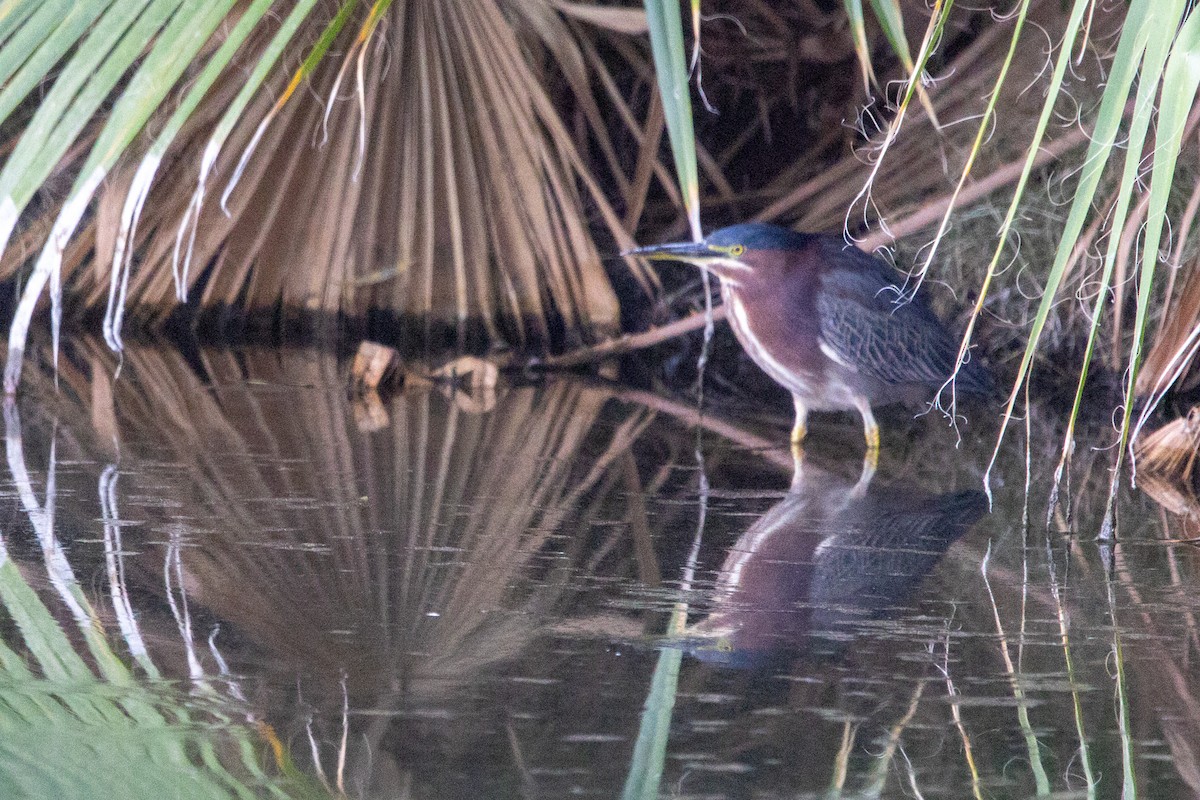 Green Heron - ML645090210