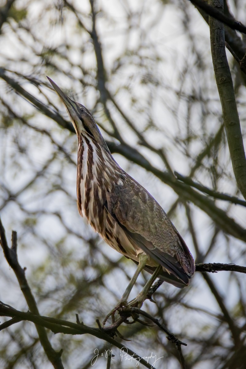 Amerika Balabanı - ML645090214