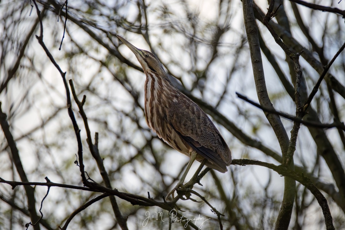 Amerika Balabanı - ML645090215