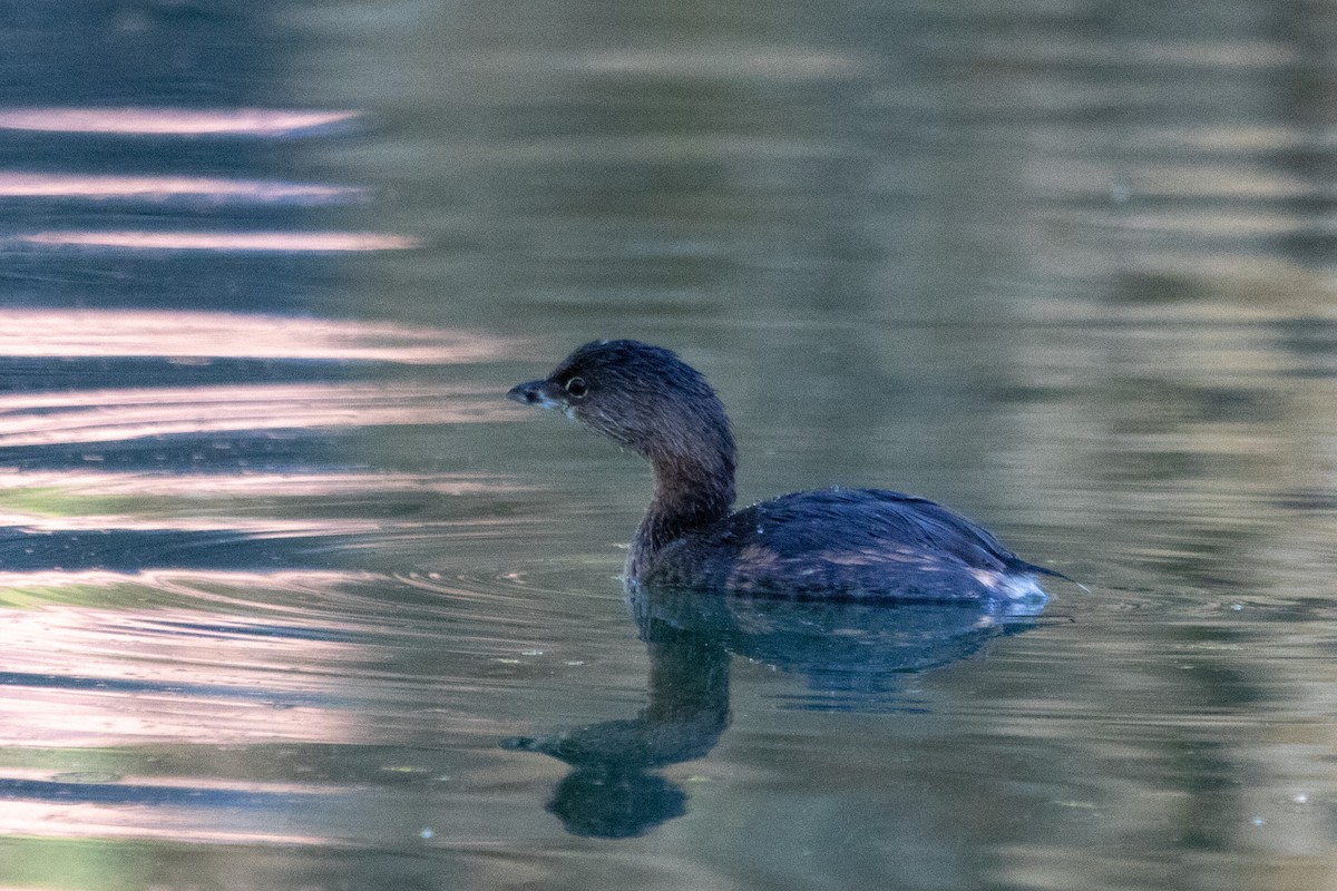Pied-billed Grebe - ML645090224
