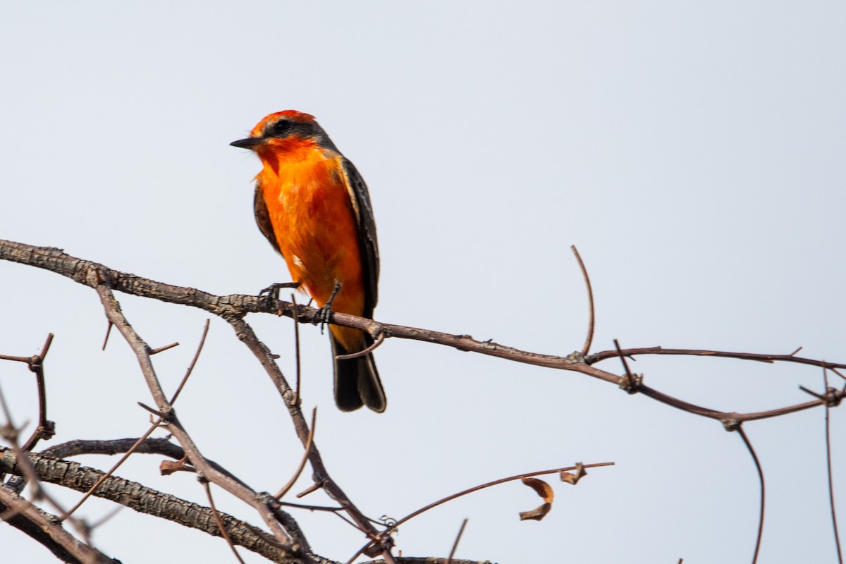 Vermilion Flycatcher - ML645090236