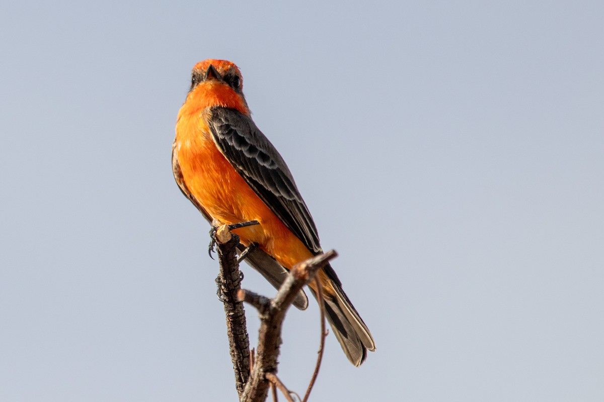 Vermilion Flycatcher - ML645090237