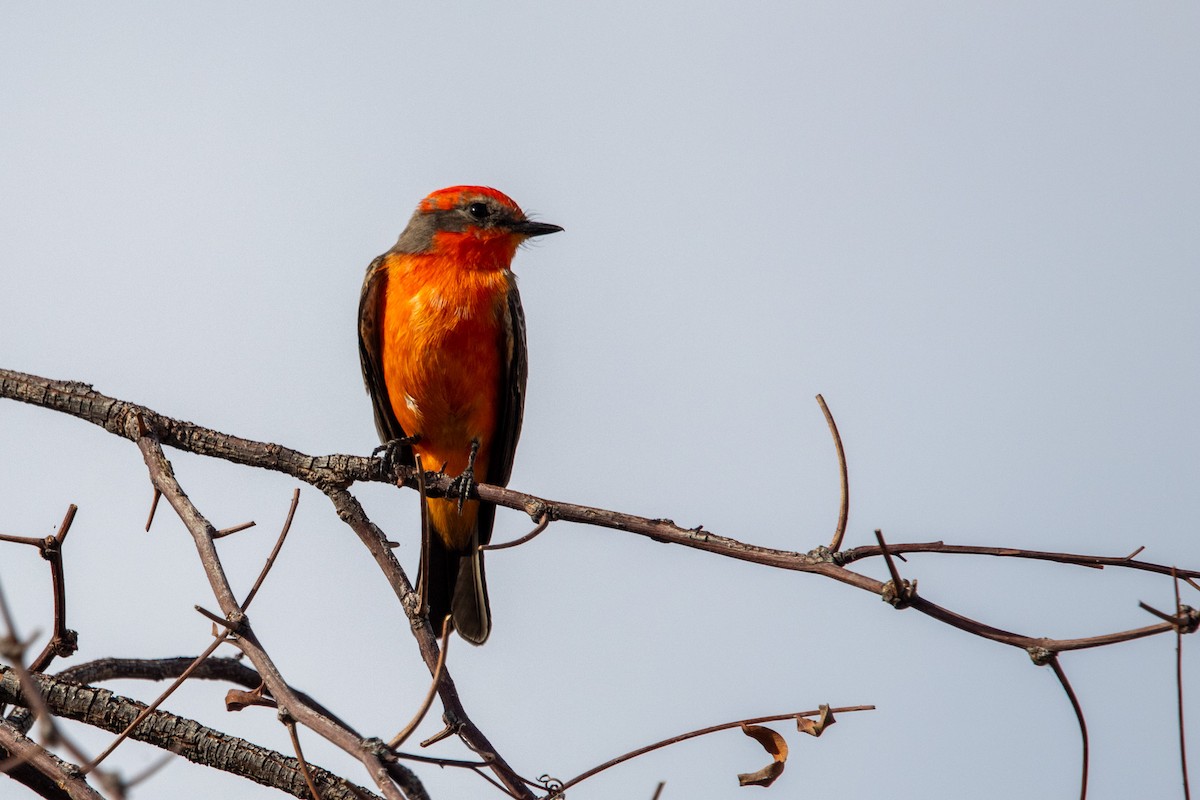 Vermilion Flycatcher - ML645090238