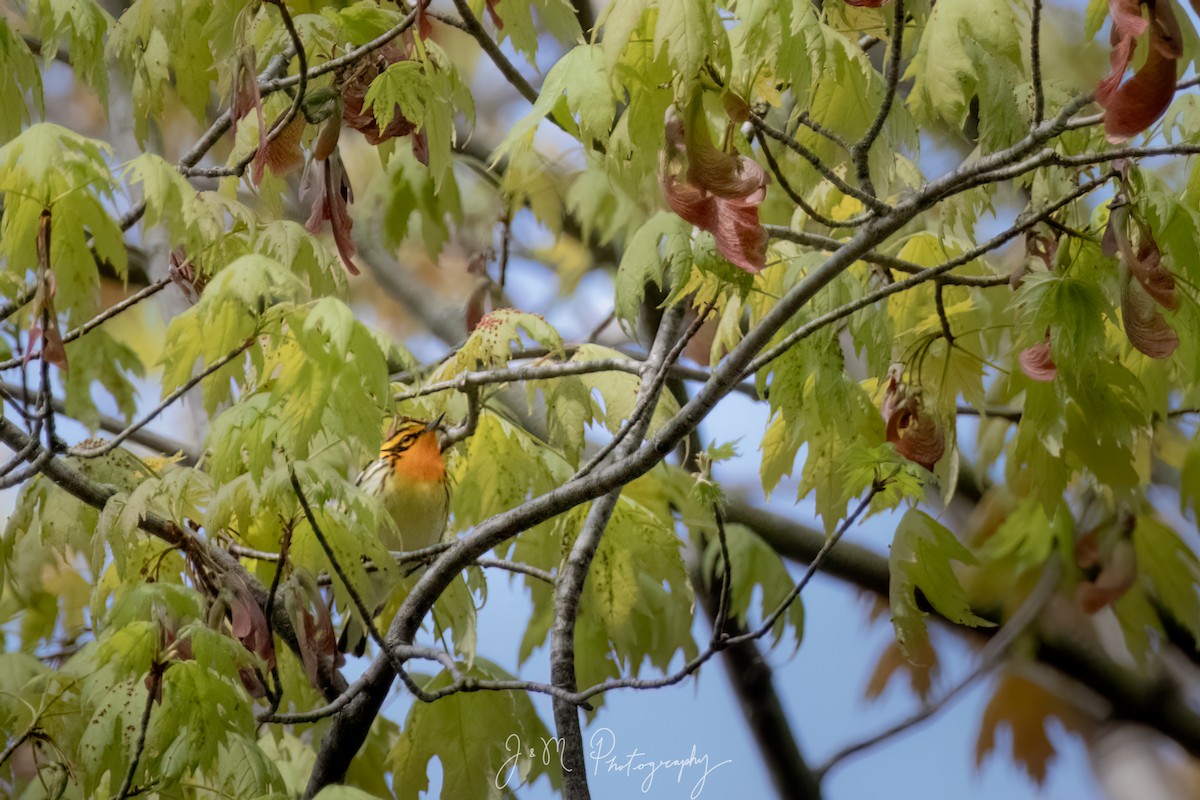 hemlokkparula - ML645090239