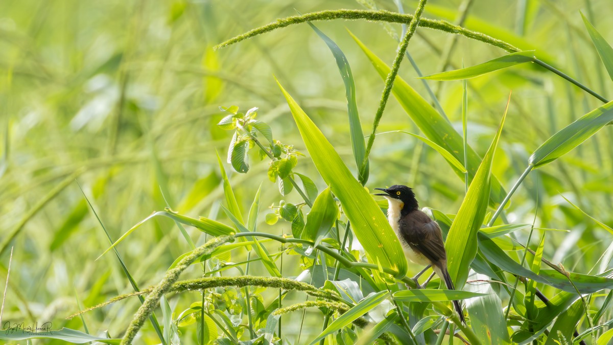 Black-capped Donacobius - ML645090240