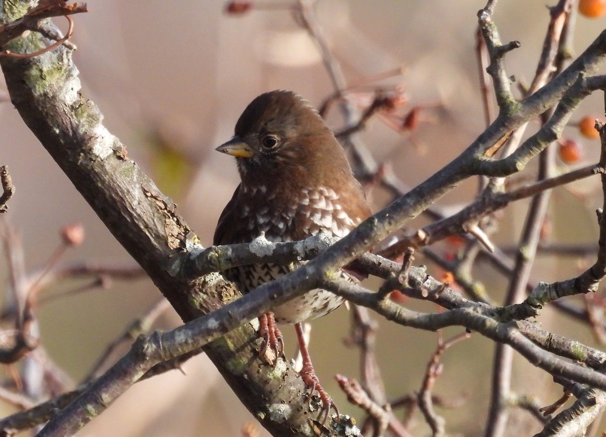 strnadec kaštanový - ML645090242